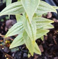 Gentiana asclepiadea 'Whitethroat'